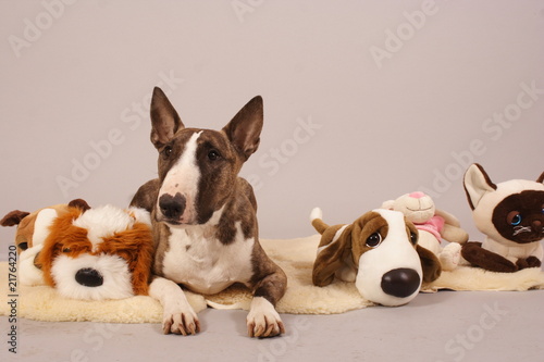 bullterier with plush animals © Jane Doe
