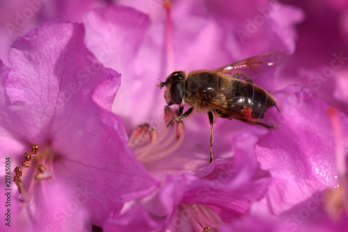 Eristalix tenax hoverfly on pink flower sitting on stylus
