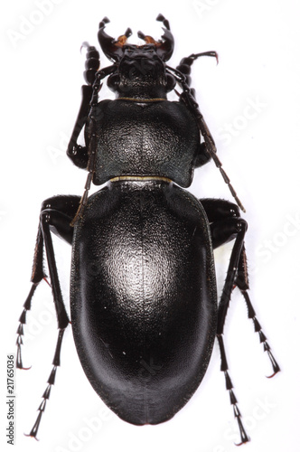 Carabus glabratus ground beetle isolated on white background