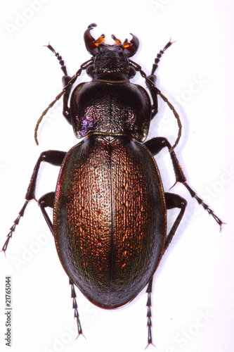 Carabus nemoralis ground beetle isolated on white background
