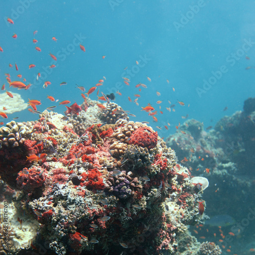 Sonnenüberflutetes Riff - Sun floated reef