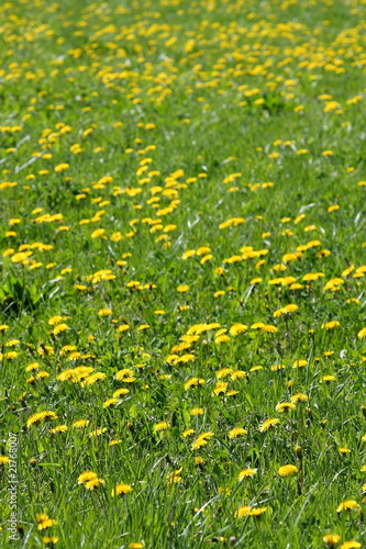 prato con fiori gialli