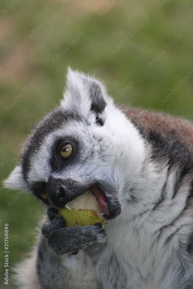 Fototapeta premium catta