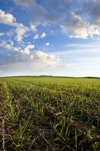 Green wheat field and blue sky