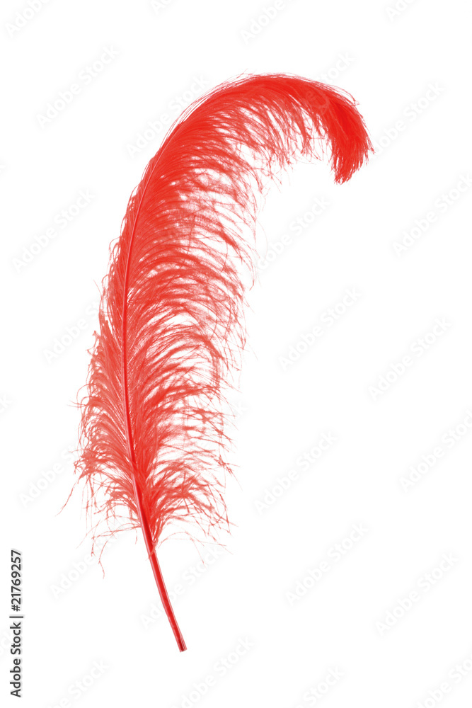 Big red feather on white background Stock Photo | Adobe Stock