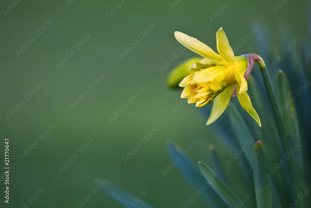 Newly blossomed daffodil in spring Newly blossomed daffodil in spring
