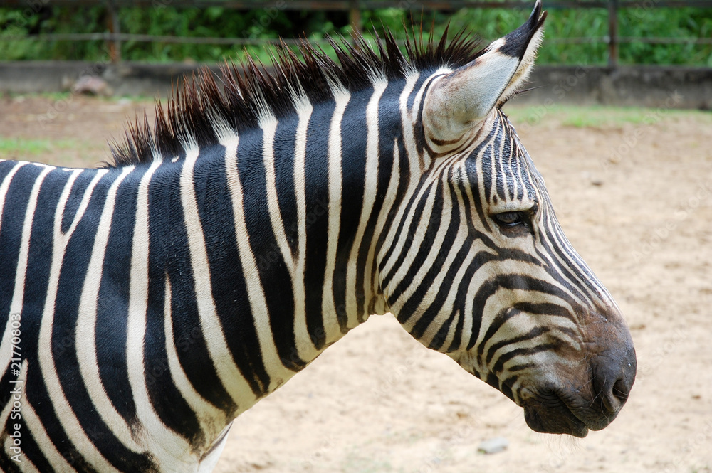 close up of zebra at the lok kawi wildlife park close up of zebra at the lok kawi wildlife park