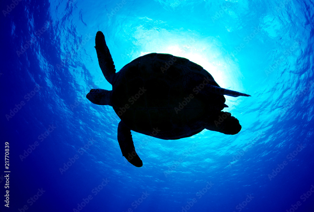 ウミガメのシルエット Stock 写真 Adobe Stock
