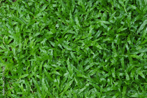 Grass carpet closeup