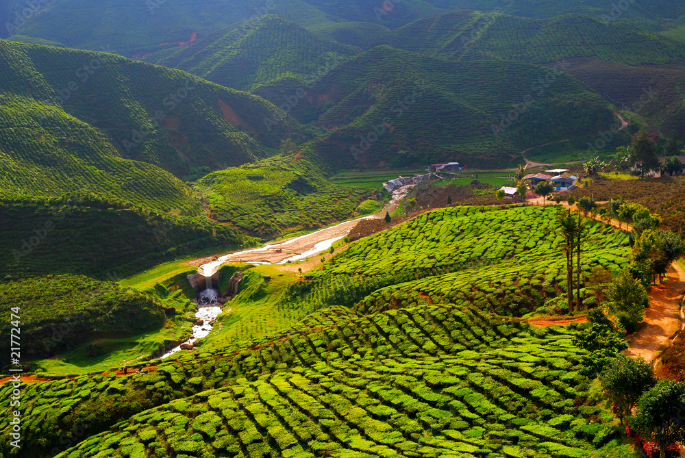 Tea field in Maleysia