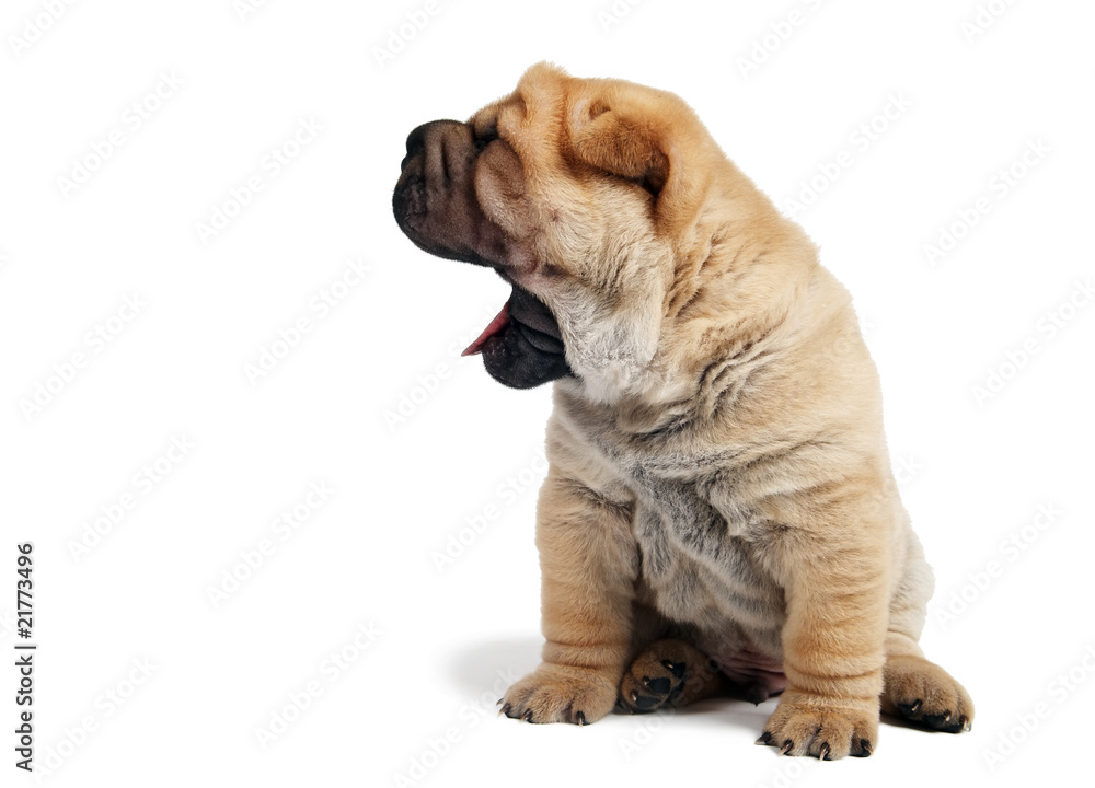 sharpei puppy with open jaws
