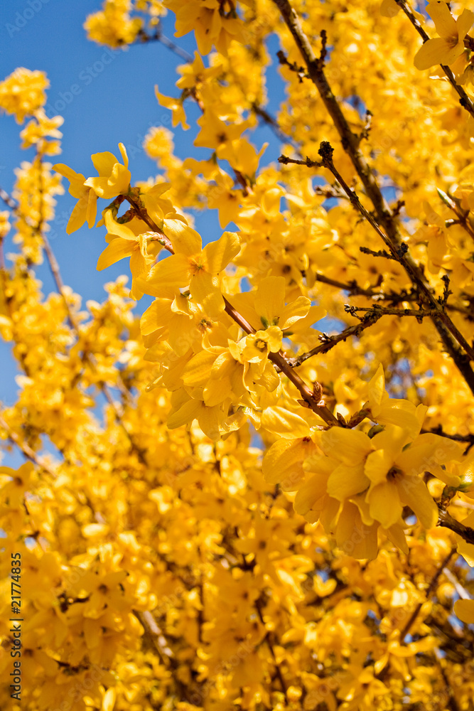 Forsythie Forsythie