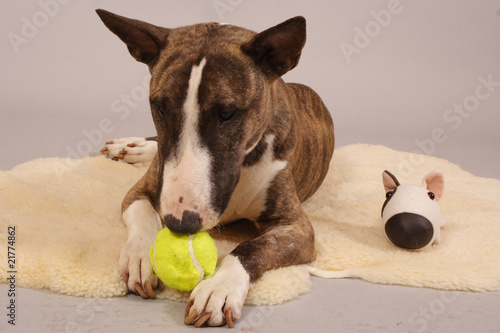 bullterier playing with tennis ball photo