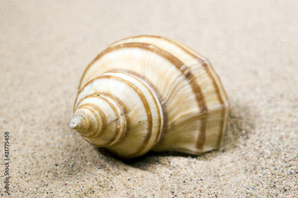 Macro studio shot of beautiful sea shell on a yellow sand. copy- Macro studio shot of beautiful sea shell on a yellow sand. copy-