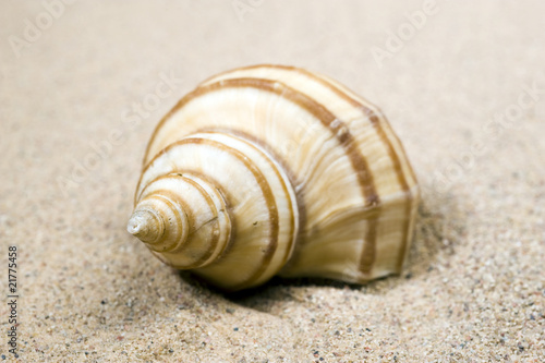 Macro studio shot of beautiful sea shell on a yellow sand. copy-