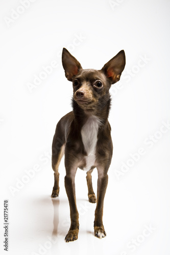 Picture of a funny curious toy terrier dog looking up. white bac © Dmitrijs Gerciks