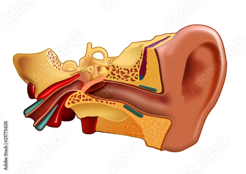 Oído interno photo