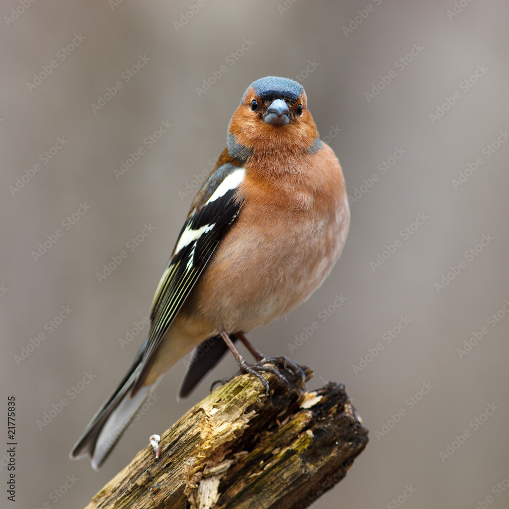 Obraz premium Chaffinch (Fringilla coelebs), male