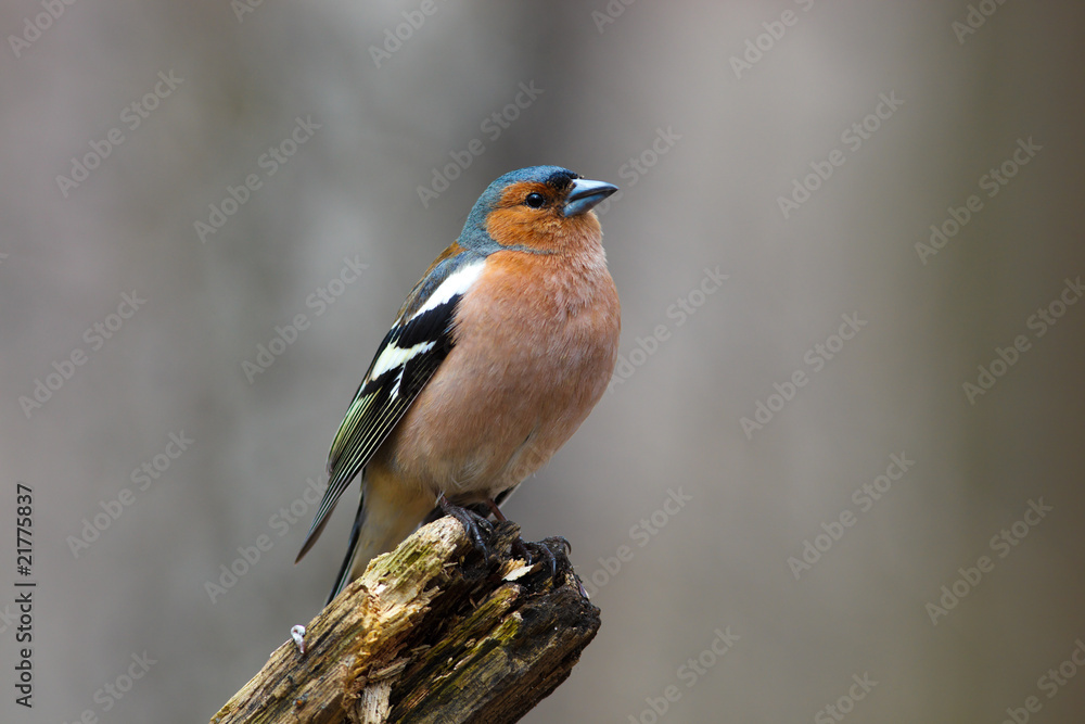 Chaffinch (Fringilla coelebs), male Chaffinch (Fringilla coelebs), male