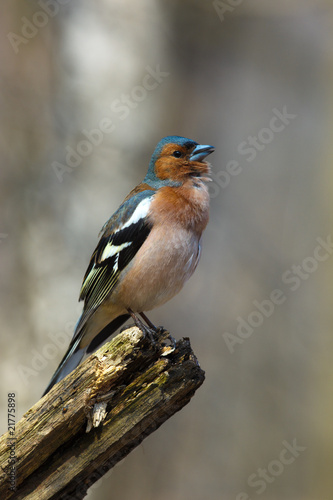 Chaffinch (Fringilla coelebs), male