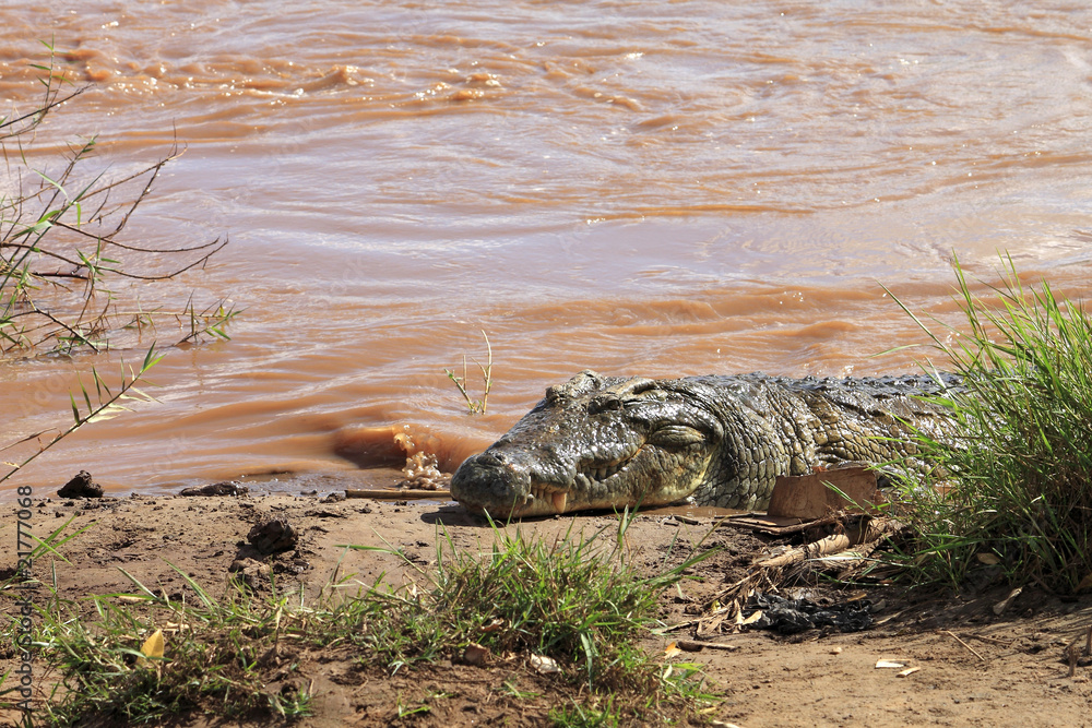 Fototapeta premium kenya coccodrilli tsavo