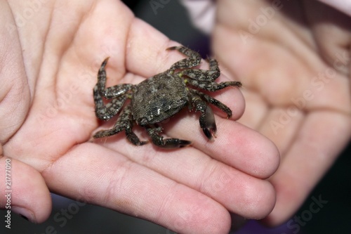 alive crab on children hands fearful of claws