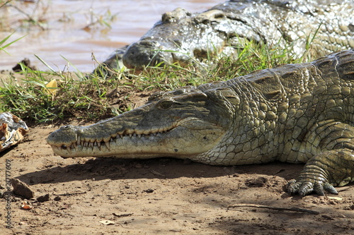 kenya coccodrilli tsavo photo