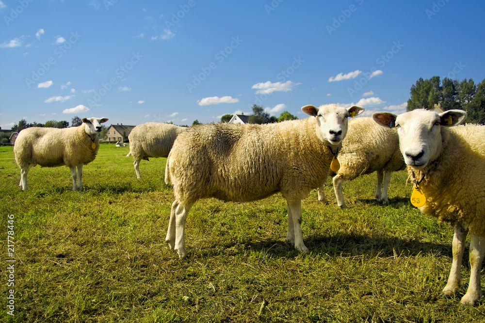 Flock of sheep standing in a field waiting Flock of sheep standing in a field waiting