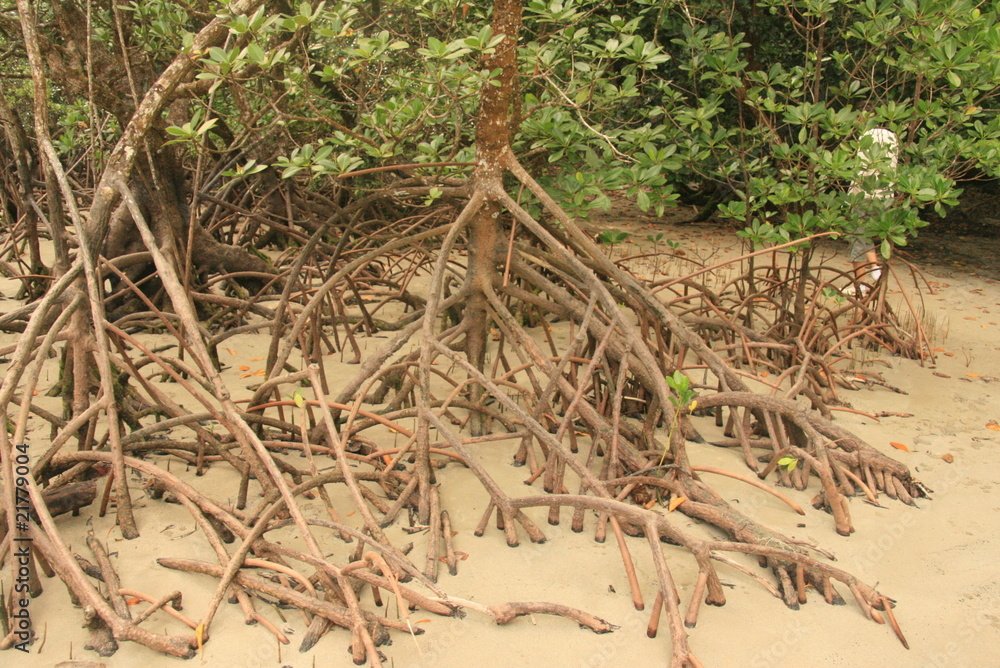 Fototapeta premium Mangrove