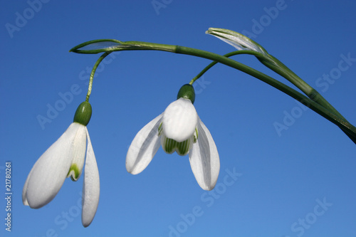 snowdrops