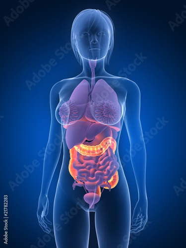 weibliche Anatomie mit markiertem Darm