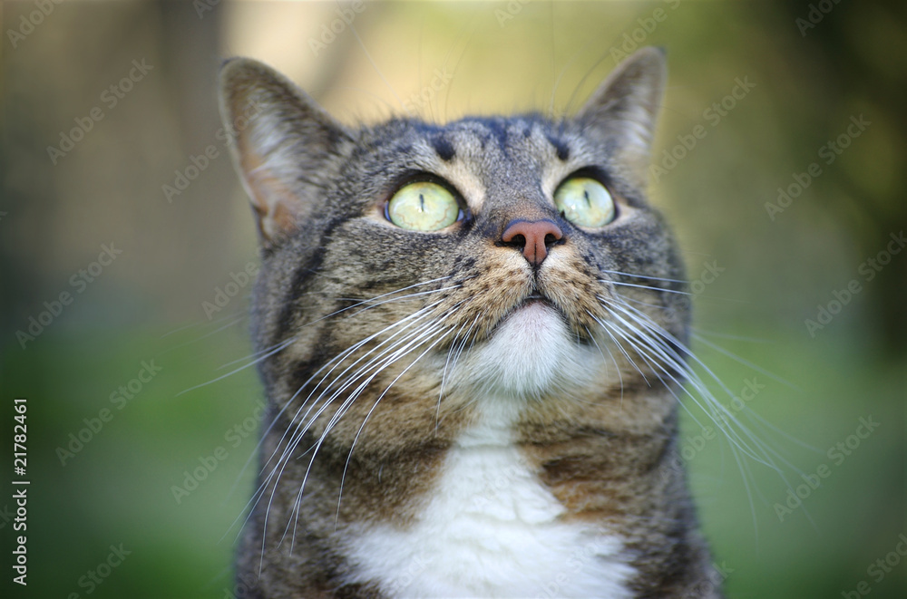 Tabby Cat Looking Up