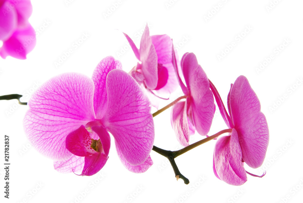 Fresh violet orchids isolated on white background Fresh violet orchids isolated on white background