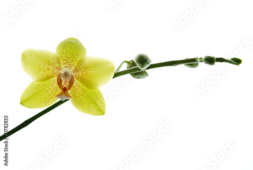Fototapeta Naklejka Na Ścianę i Meble -  Fresh yellow orchids isolated on white background