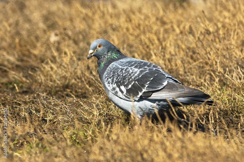 Fototapeta premium wild pigeon on the ground
