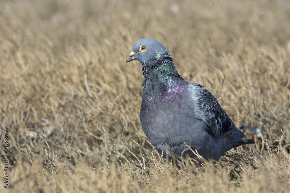 Obraz premium wild pigeon on the ground