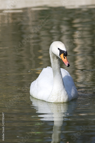 Beautiful white Mute Swan  Cygnus olor