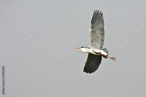 grey heron in flight against the blue sky © Floriana