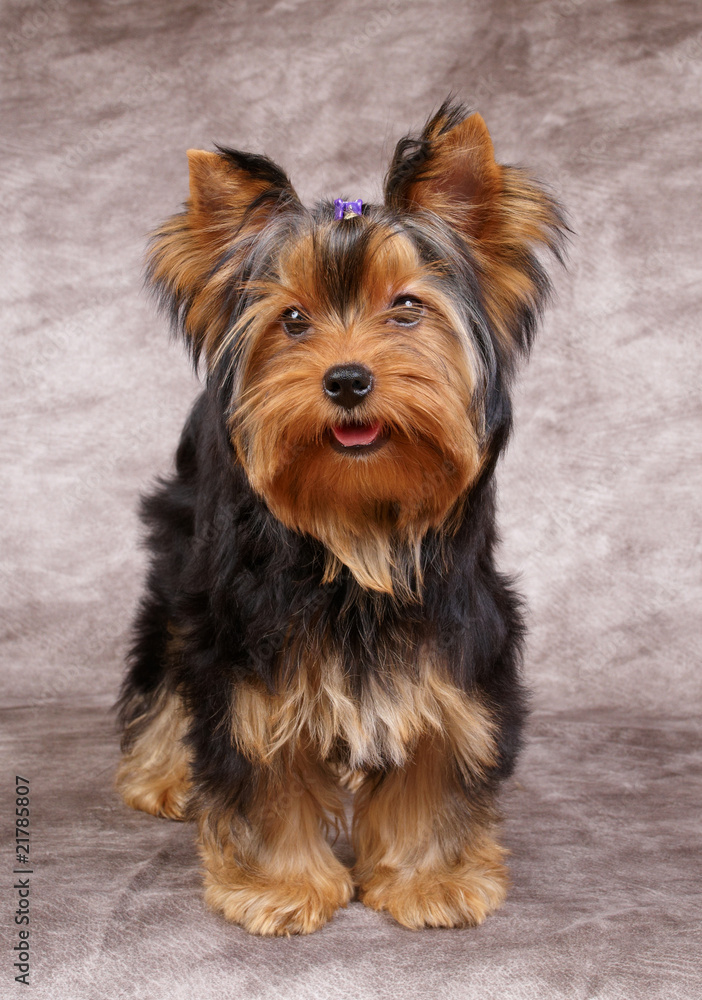 Puppy of the Yorkshire Terrier