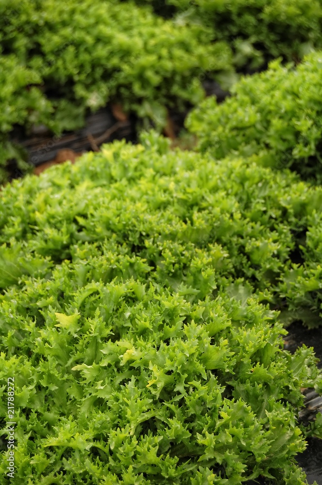 Lettuce plantation Lettuce plantation