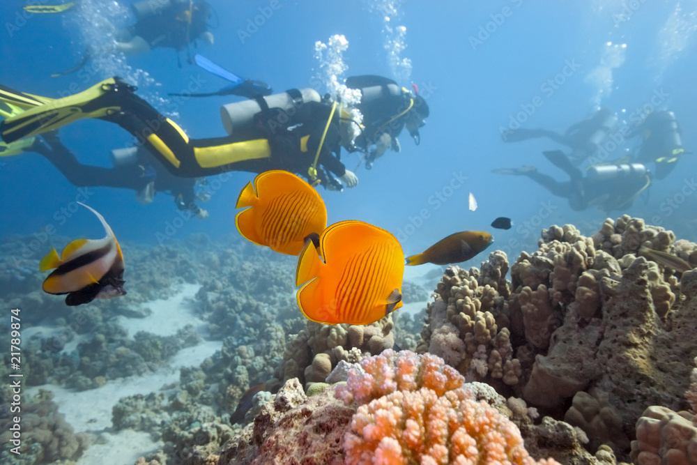 Divers on the coral reef