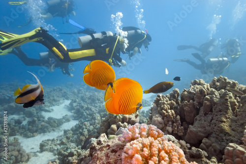 Obraz na płótnie Divers on the coral reef w salonie