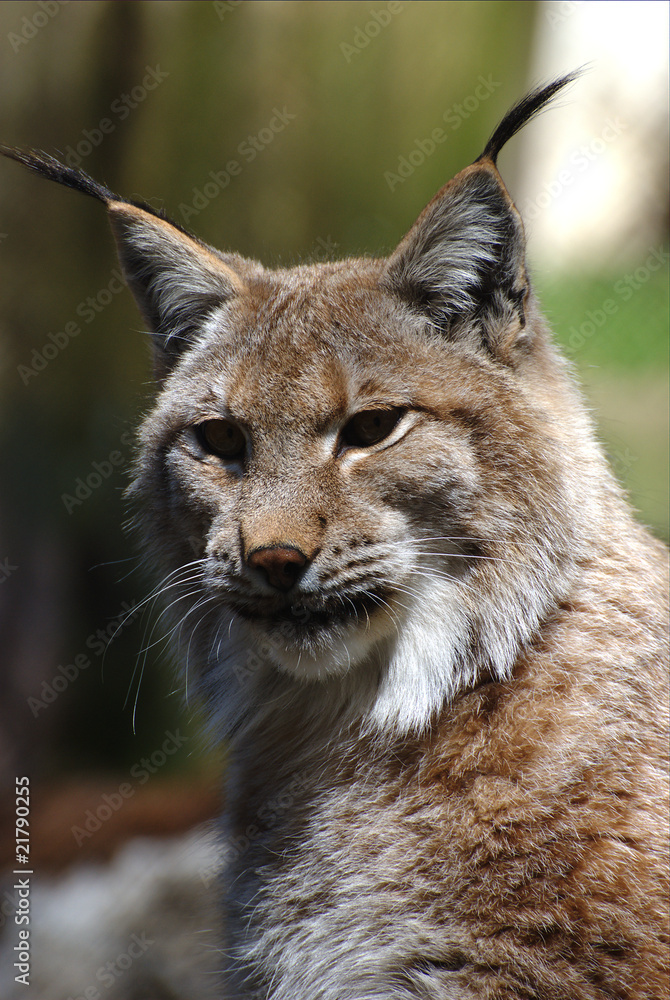 Fototapeta premium Luchsportrait