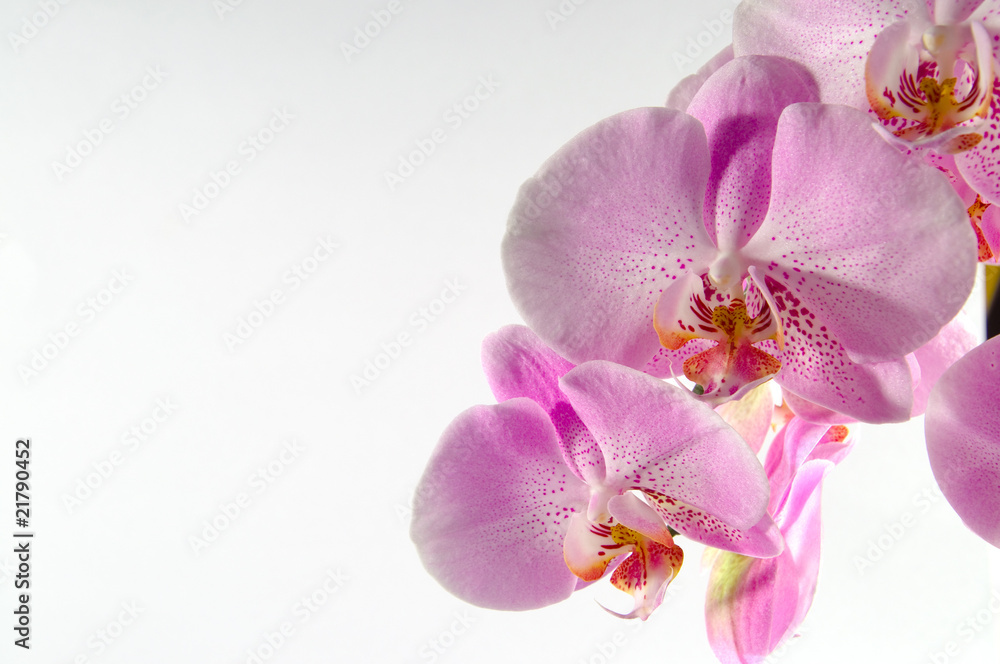 Fototapeta premium Orchidee