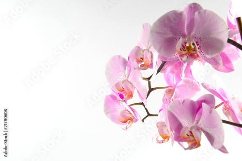 Orchidee