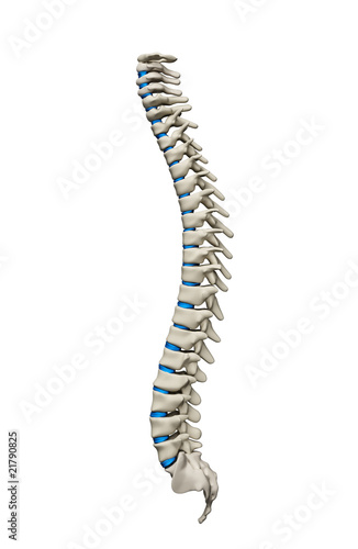 Human spine with spinal plates isolated left view