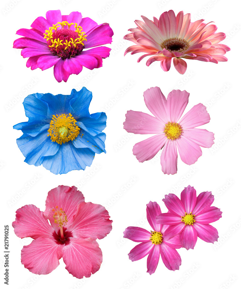 beautiful flower cut set beautiful flower cut set