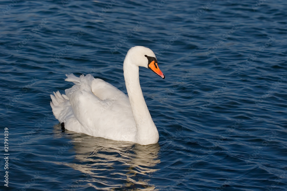 Naklejka premium White beautiful swan on blue water