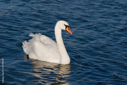 White beautiful swan on blue water