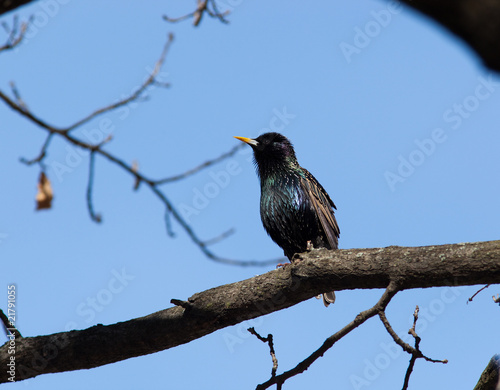 Common Starling (Sturnus vulgaris)